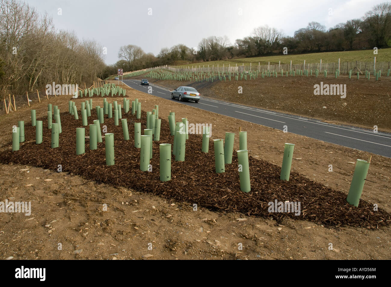 Green plastic tubes protecting young tree saplings from animal damage