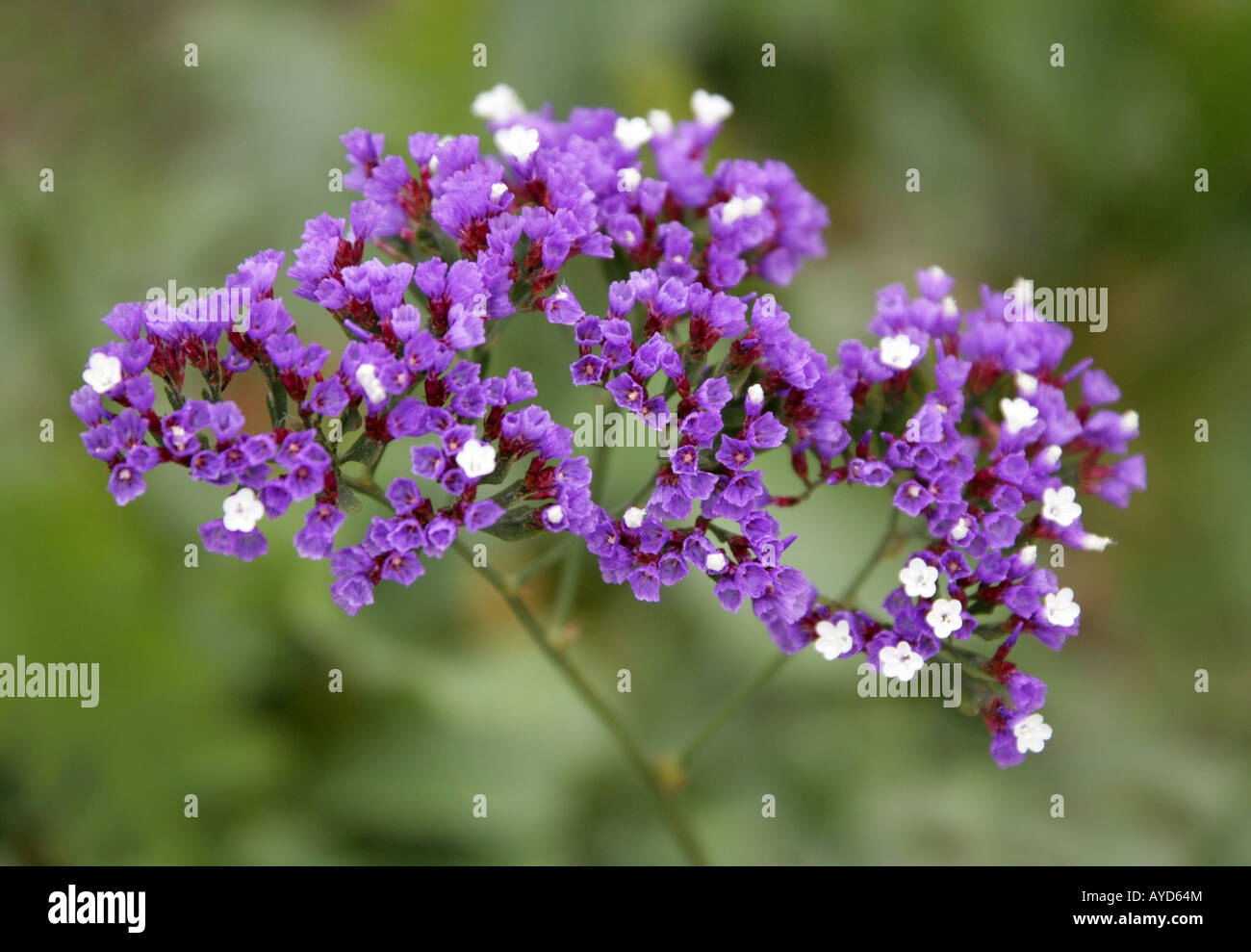 Statice, Sea Lavender or Statice Lavender Limonium spectabile Plumbaginaceae Canary Islands Spain Africa Stock Photo