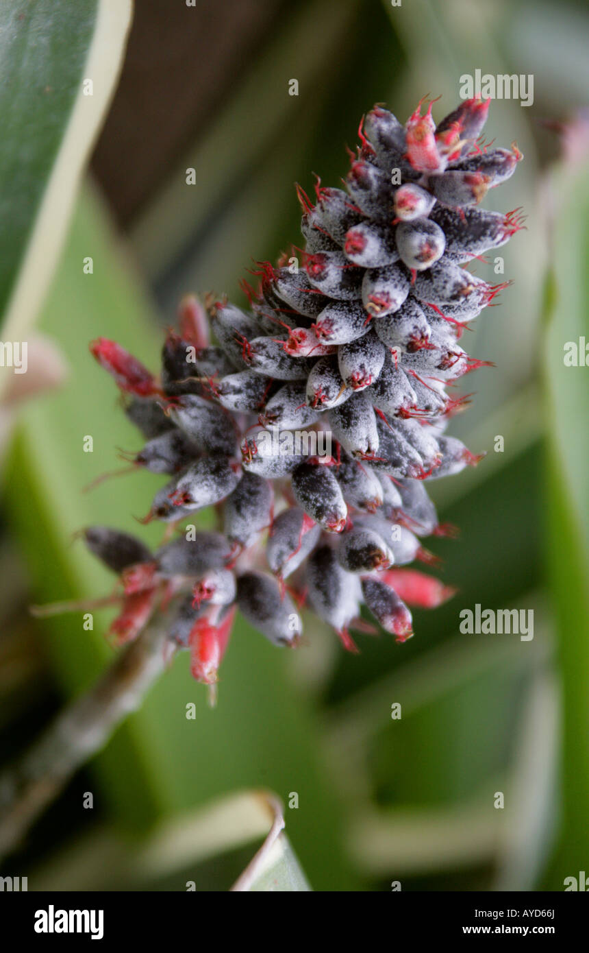 Aechmea coelestis var albomarginata Bromeliaceae bromeliad Brazil South America Mexico USA Stock Photo