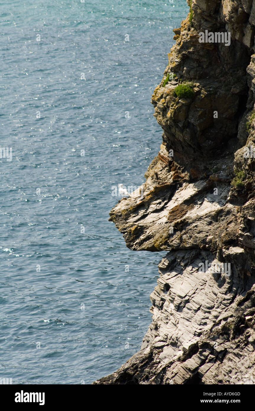Seagull on cliff at Trevose Head St Merryn near Padstow Cornwall Stock Photo