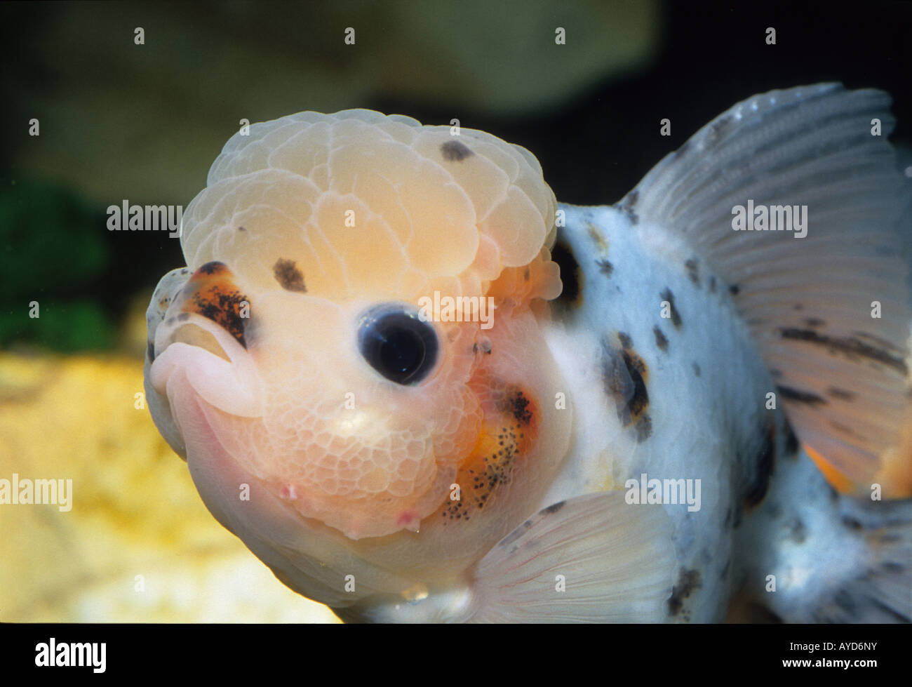 Goldfish 'Oranda Lion Head', Carassius auratus, freshwater fish, Ciprinidae Stock Photo