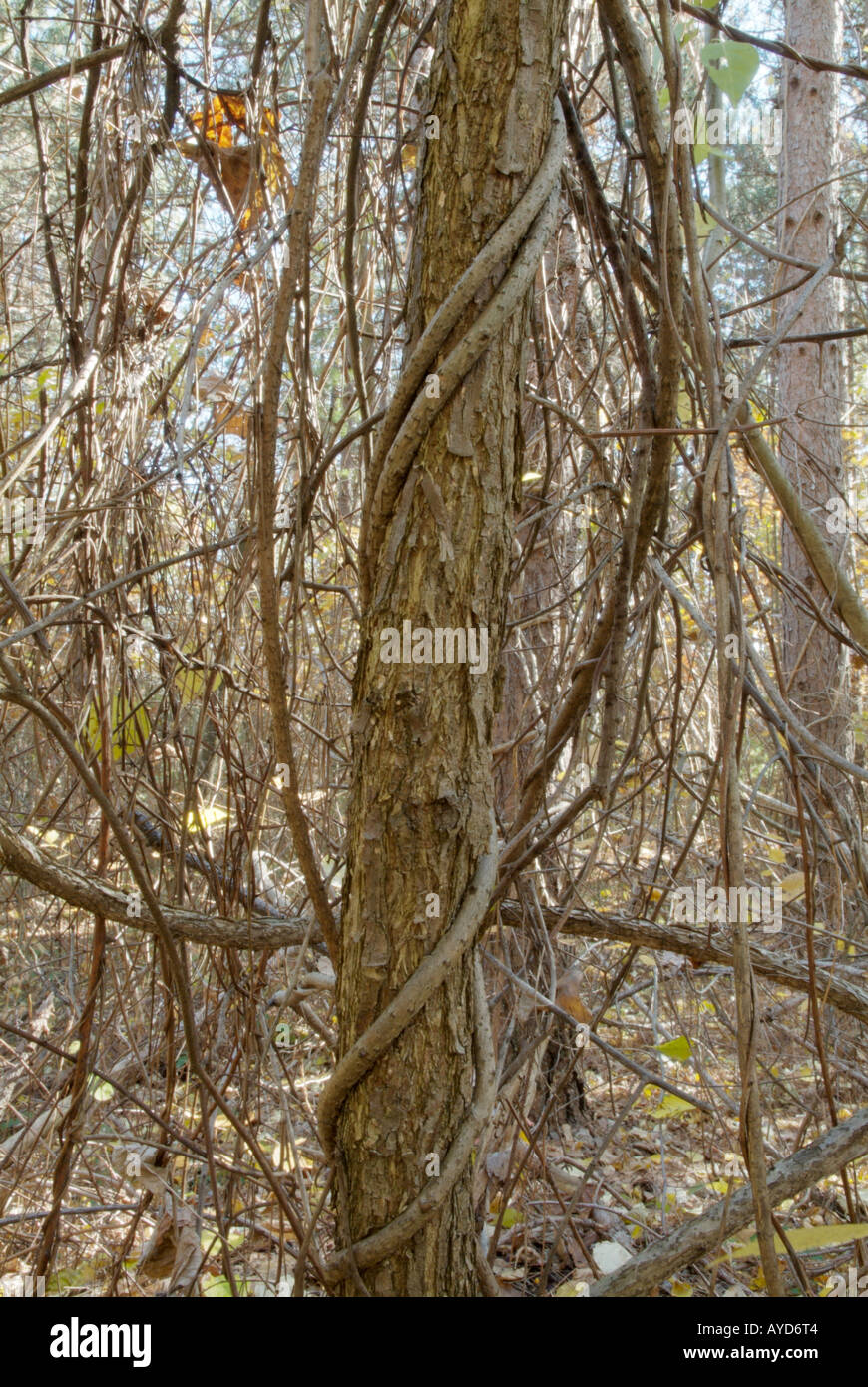 Vines wrapped around a small tree in a New England USA forest Stock Photo