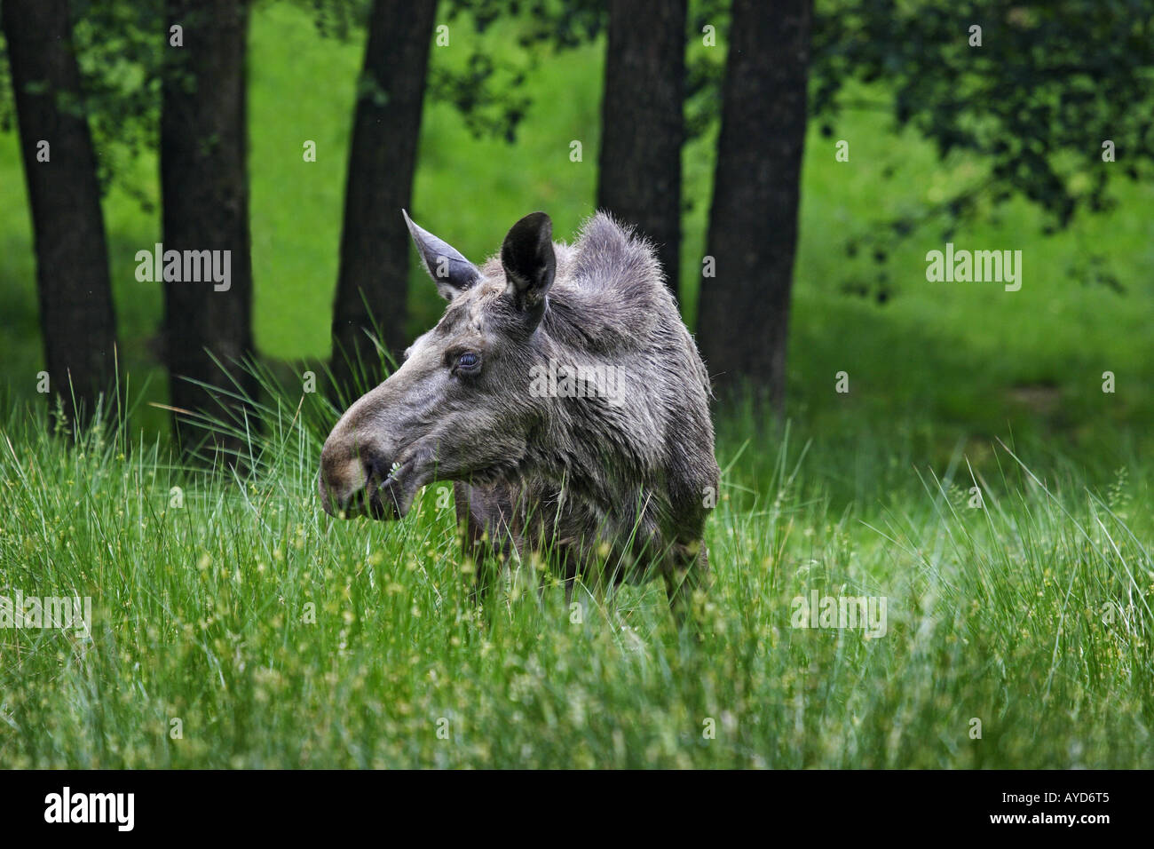 Elch Moose European Elk Alces alces Stock Photo