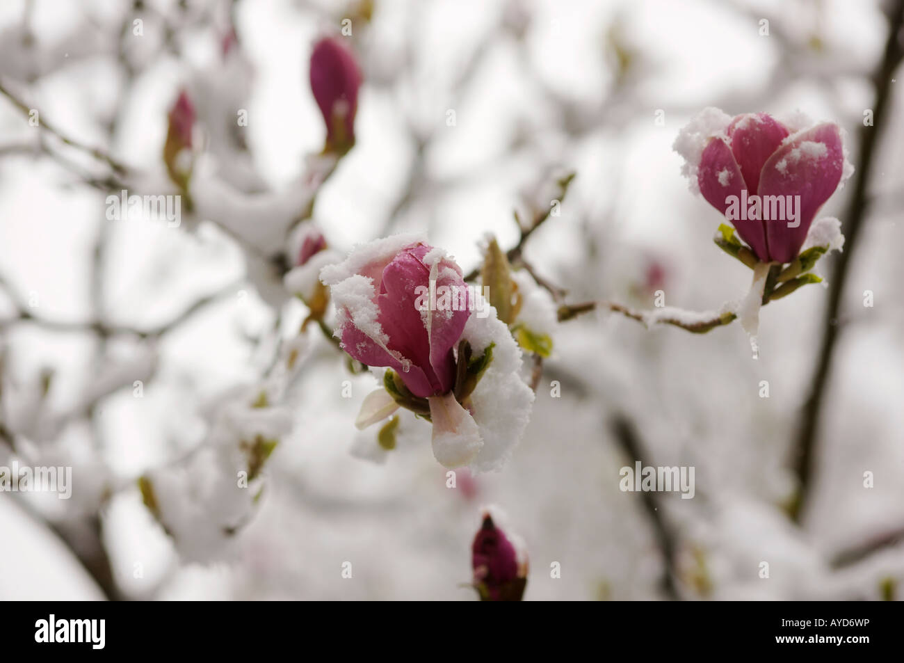 Pink Magnolia flowers covered in early Spring snow Stock Photo - Alamy