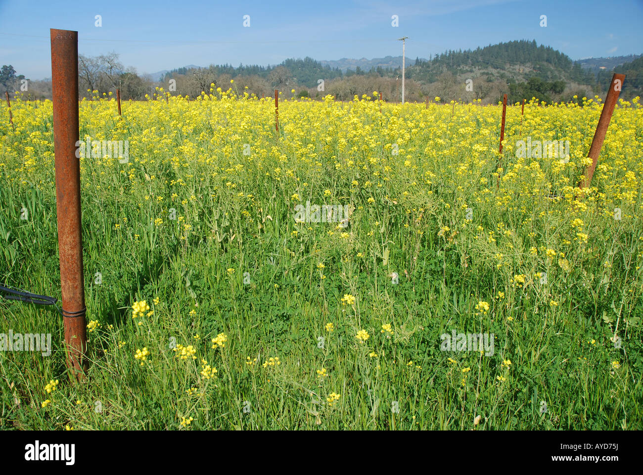Field of mustard flowers in Napa Valley California Brassica juncea