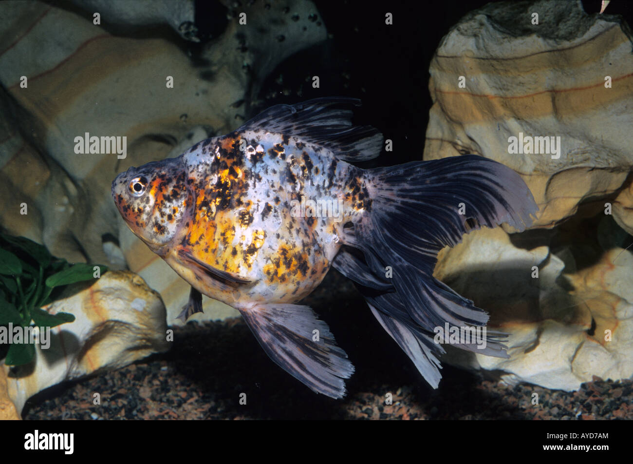 Goldfish 'Oranda', Carassius auratus, freshwater fish, Ciprinidae Stock Photo