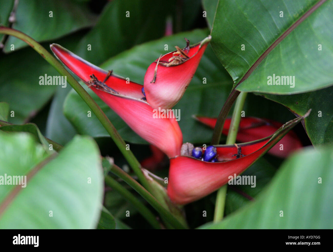 Heliconia stricta Dwarf Jamaican Heliconiaceae Found in Jamaica, the Caribbean Islands, Central America and South America Stock Photo