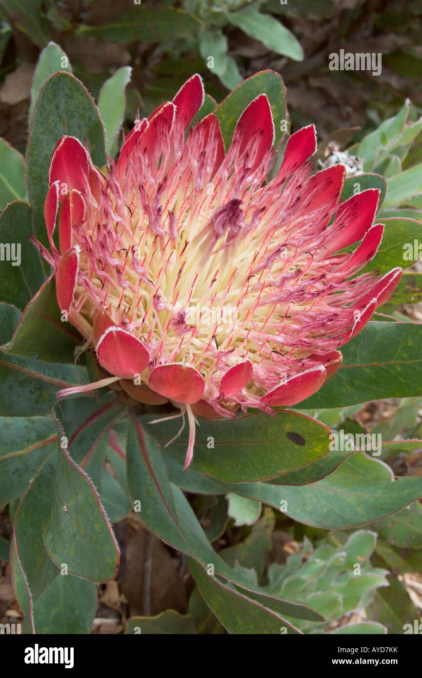 Protea flower, South Africa Stock Photo