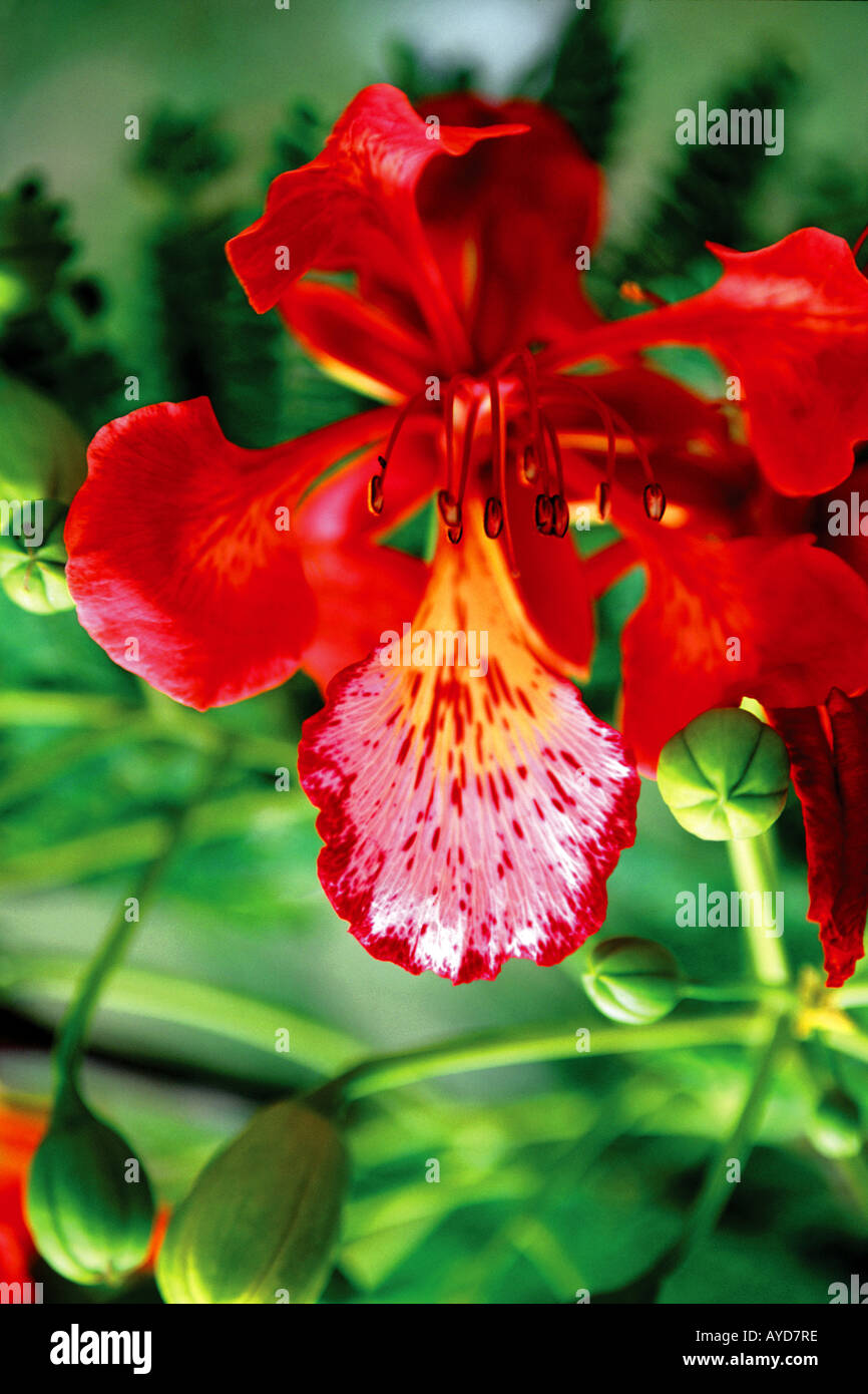 Mauritius Tropical Exotic Flower High Resolution Stock Photography and