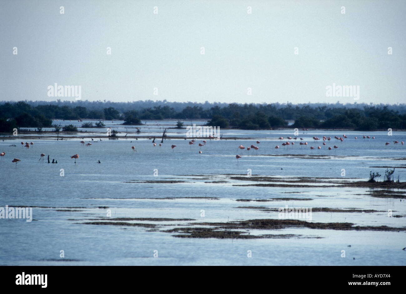 Rosy Flamingos feeding in lagoon of Zapata National Park Cuba Stock Photo