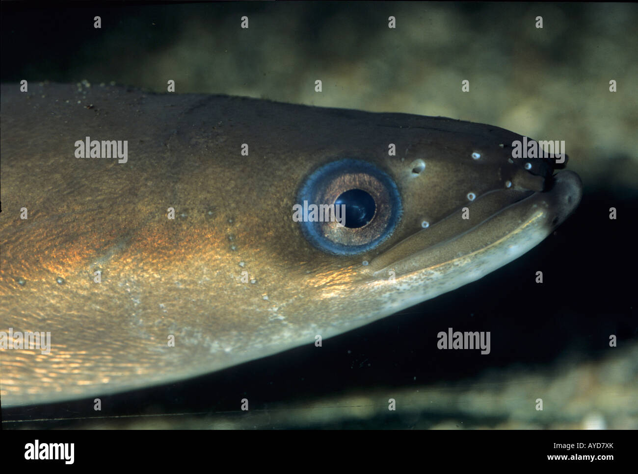 Anguilla Anguilla European Eel Fish Portrait Stock Photo Alamy