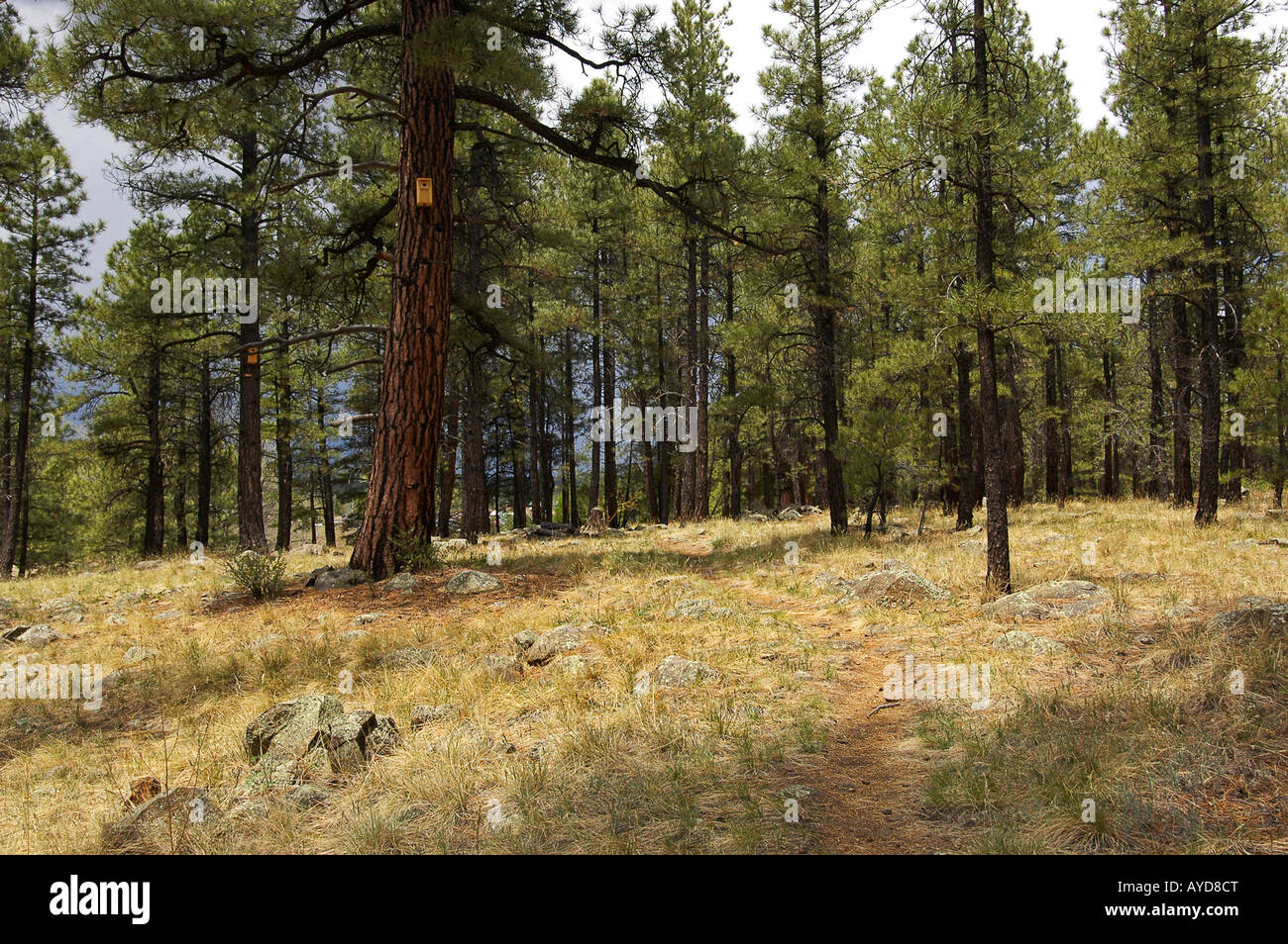 ponderosa pine forest in high alpine meadow near Flagstaff Arizona