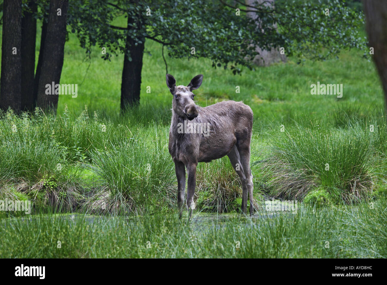 Moose European Elk Alces alces Stock Photo
