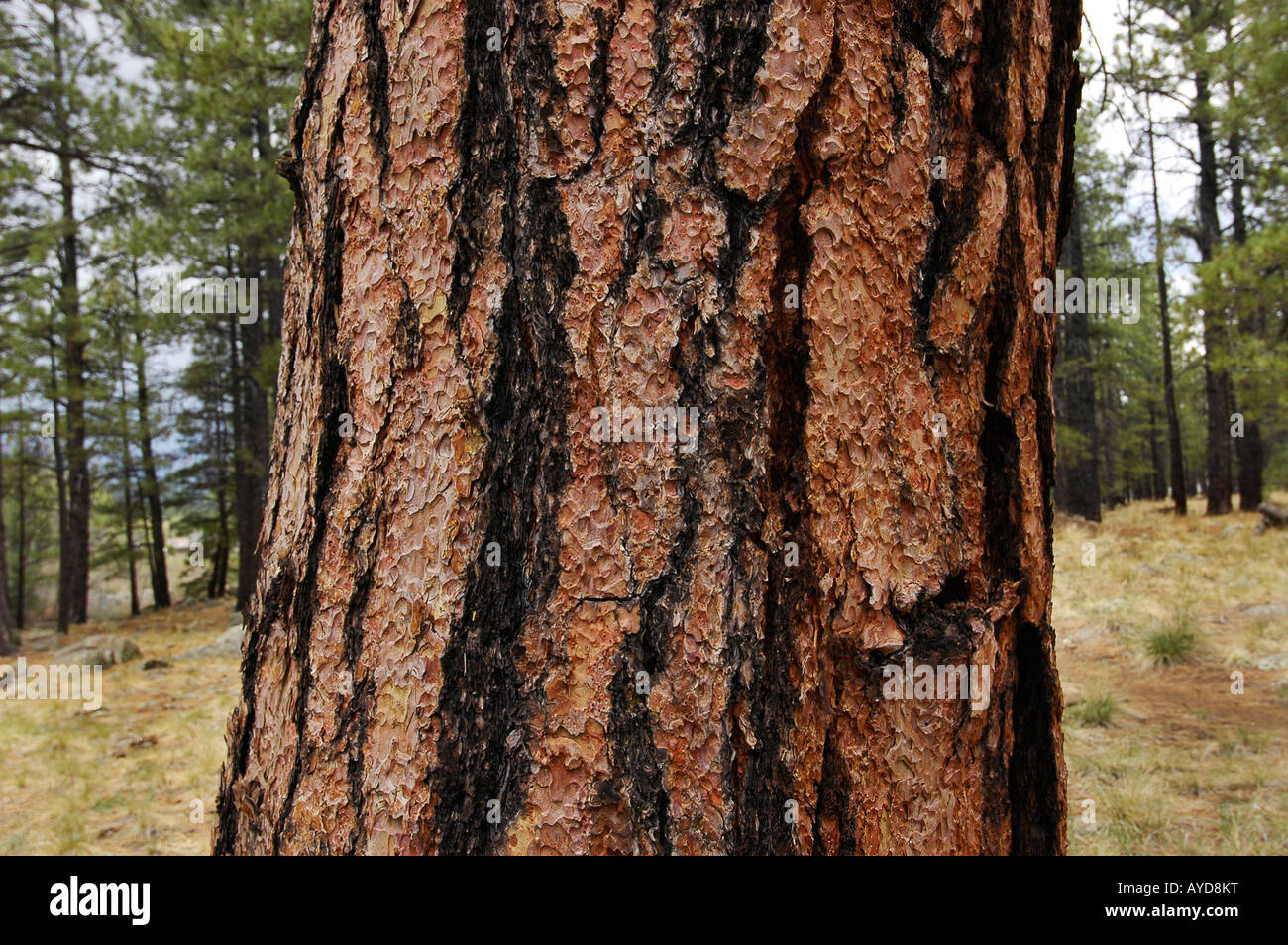 ponderosa pine tree in high alpine meadow near Flagstaff Arizona Pinus