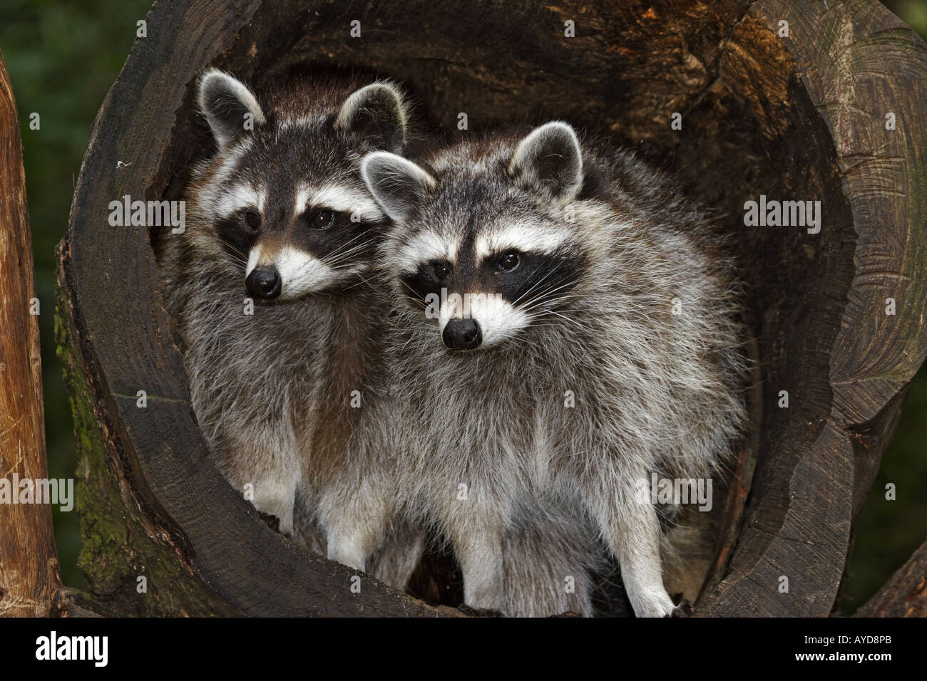 Waschbär, Procyon lotor, raccoon Stock Photo