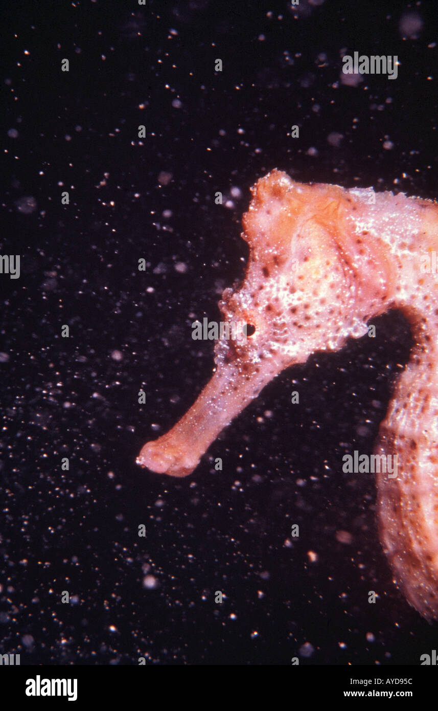Caribbean underwater Seahorse sea horse closeup portrait sealife in A Swirl of Sand at night dark background Stock Photo
