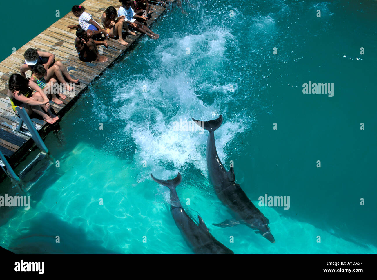 Grand Bahama Island Dolphin Encounter dolphin making tail splash Stock Photo