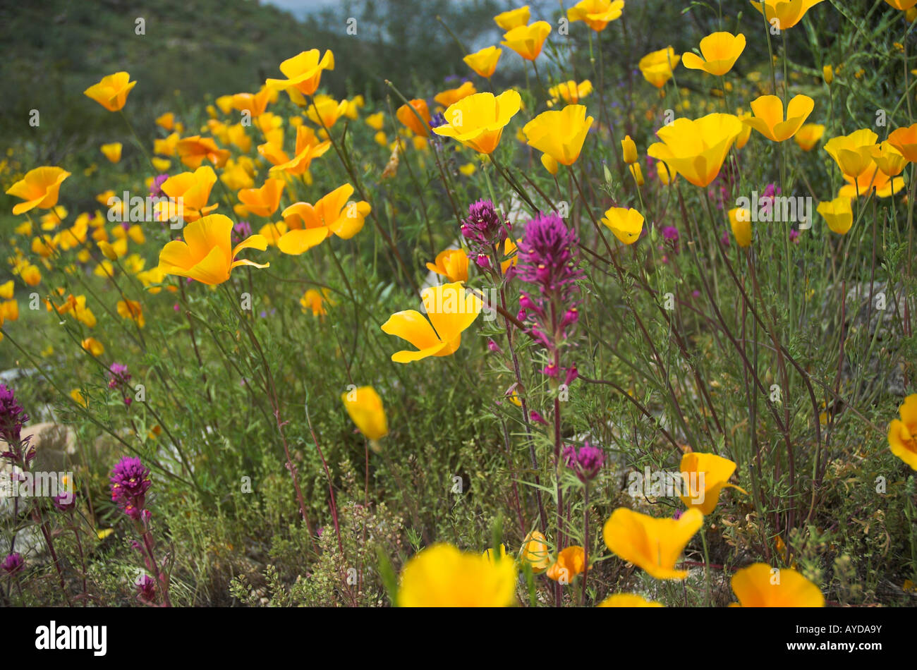 Mexican goldpoppies (yellow wildflowers) with a few Owl clover mixed in. Stock Photo