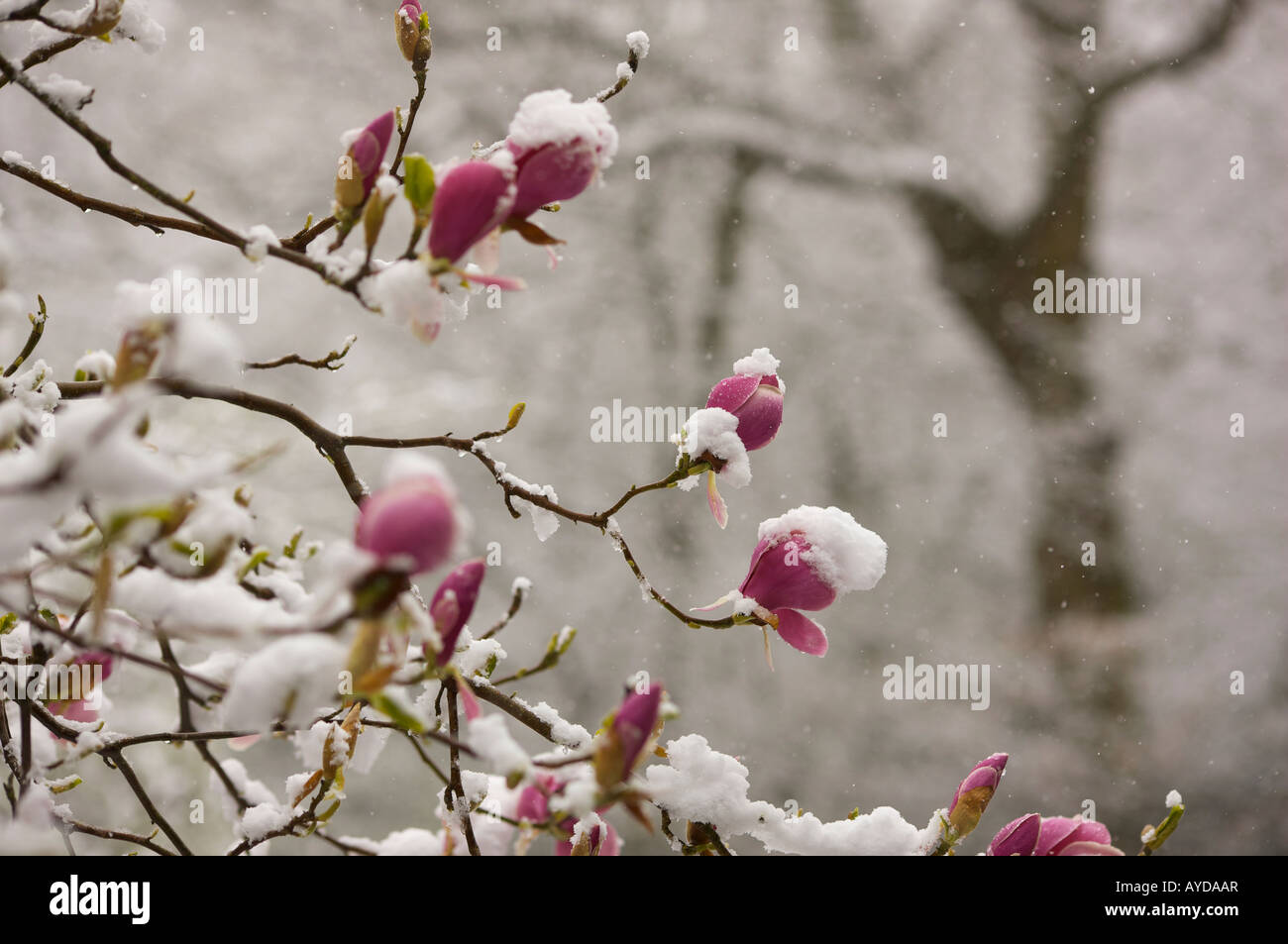 Pink Magnolia flowers covered in early Spring snow Stock Photo - Alamy