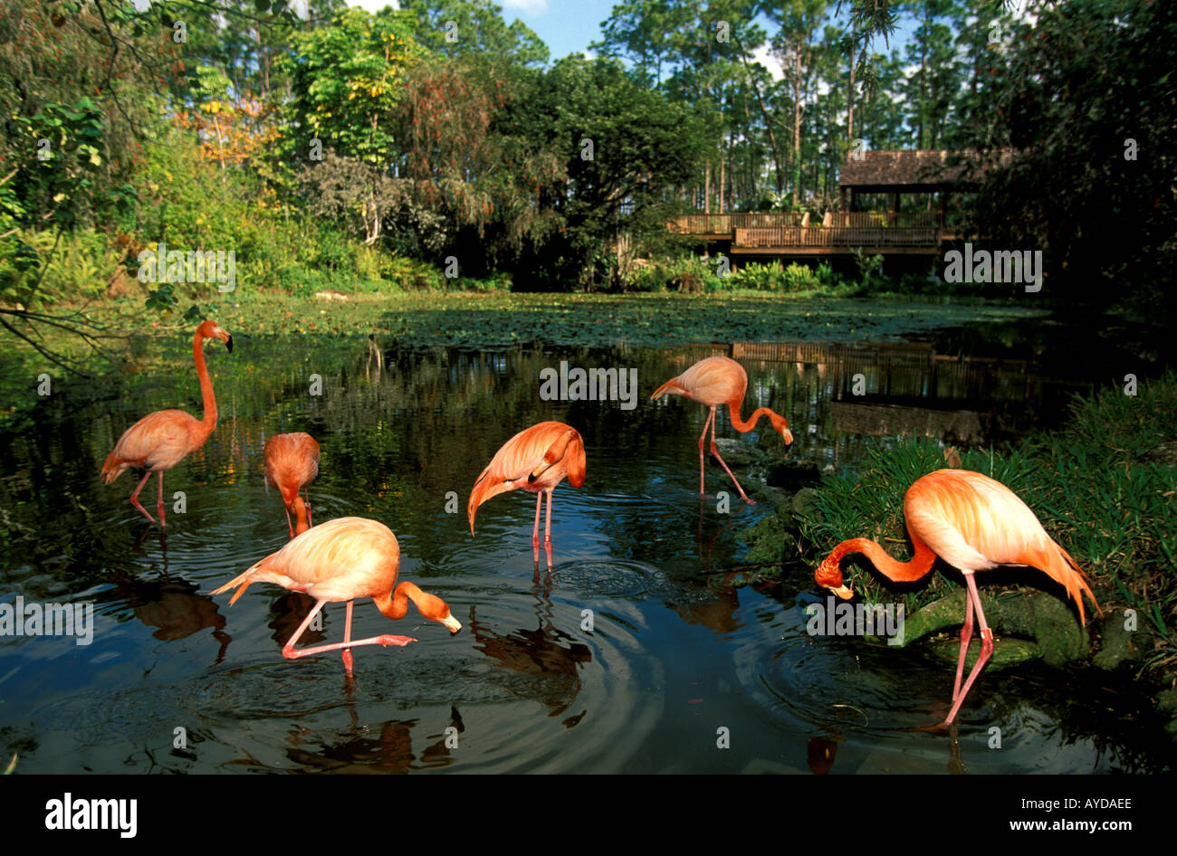 Grand Bahama Island flamingoes Rand Nature Center Stock Photo
