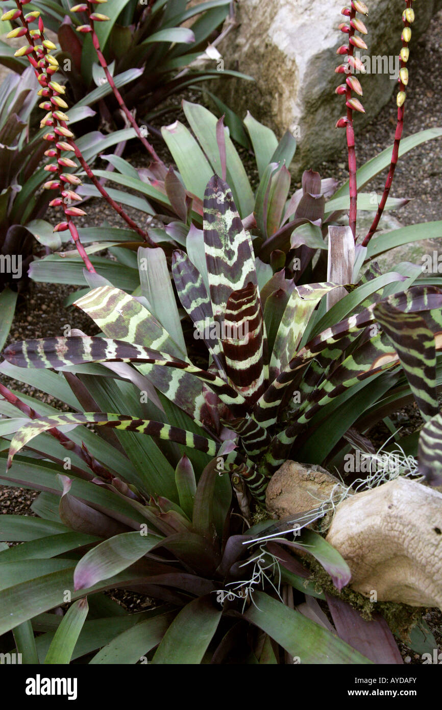 Vriesea platynema Bromeliaceae Tropical South America Stock Photo