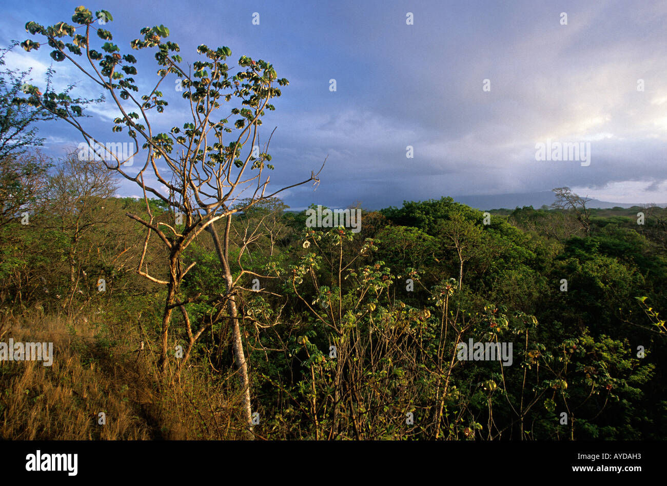 Forest in Nicaragua Stock Photo