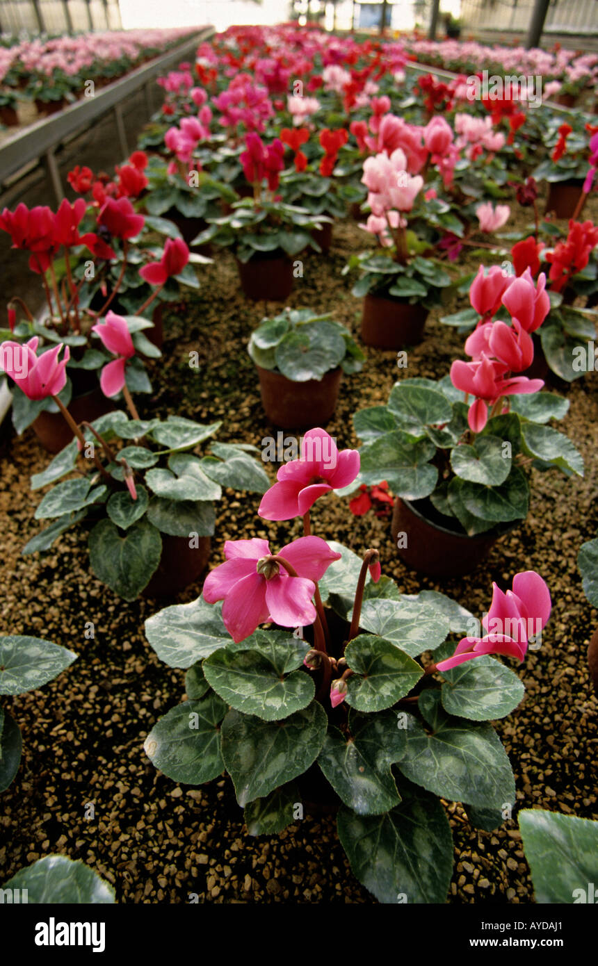 Greenhouse filled with flourishing cyclamen Stock Photo