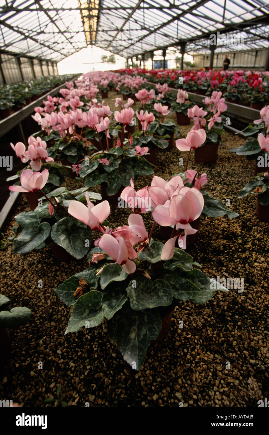 Greenhouse filled with flourishing cyclamen Stock Photo
