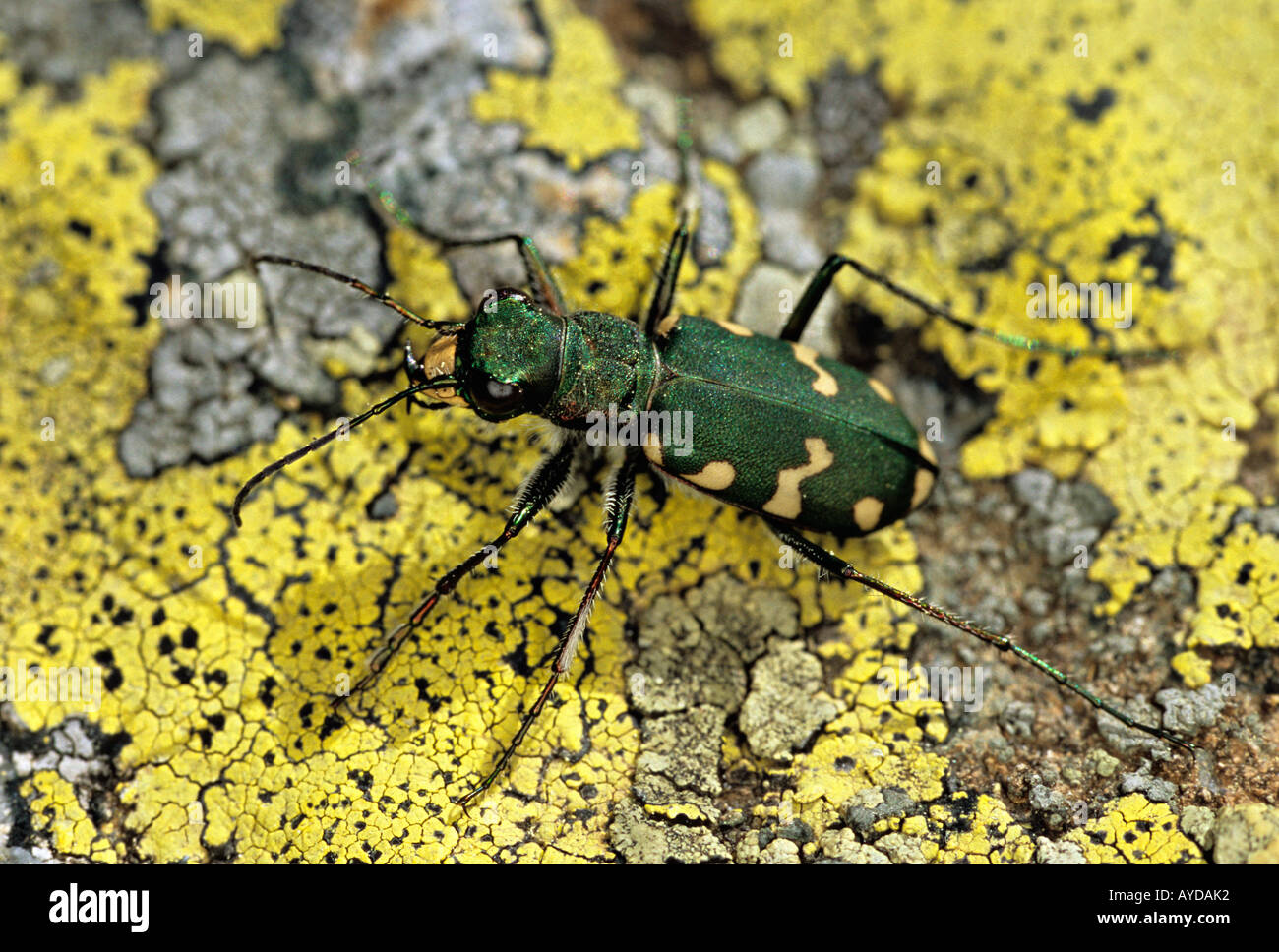 Green tiger beetle Cicindela campestris France Stock Photo