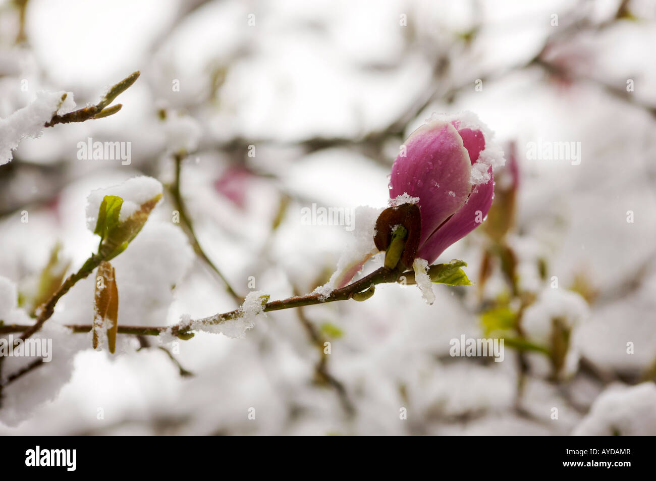 Pink Magnolia flowers covered in early Spring snow Stock Photo - Alamy