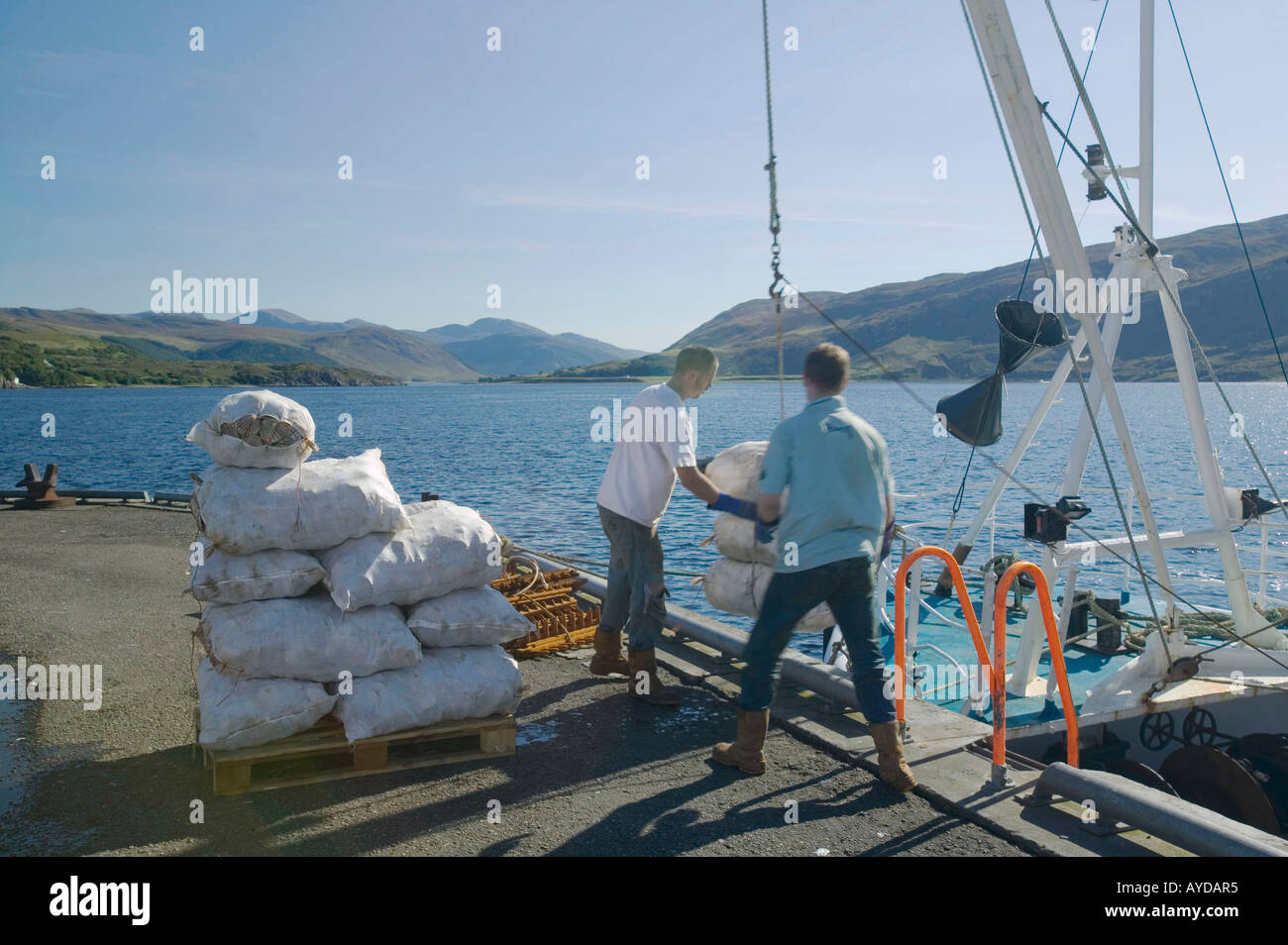 unloading Scallops on the harbour side at Ullapool, scotland, UK Stock Photo