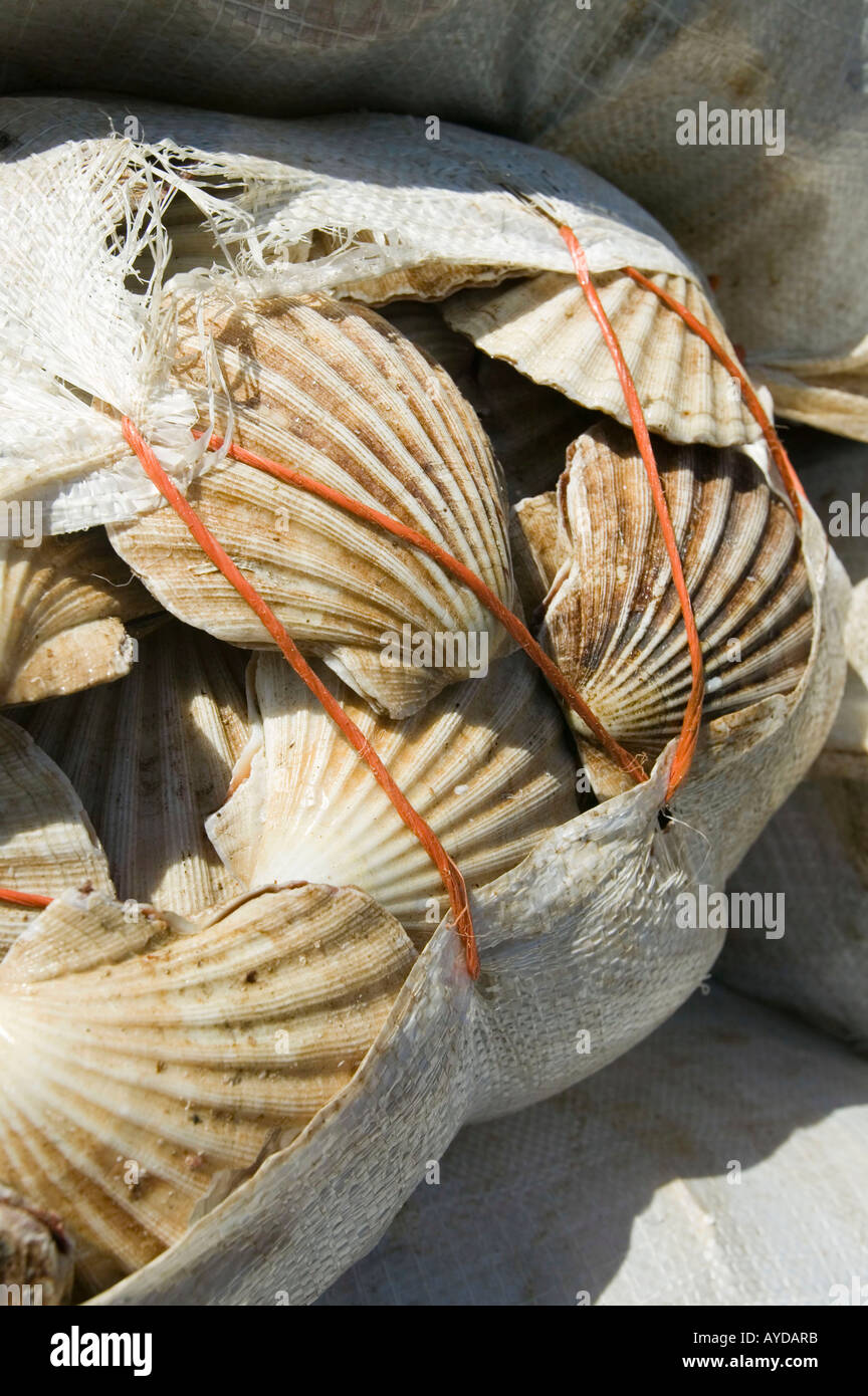 Scallops on the harbour side at Ullapool, scotland, UK Stock Photo
