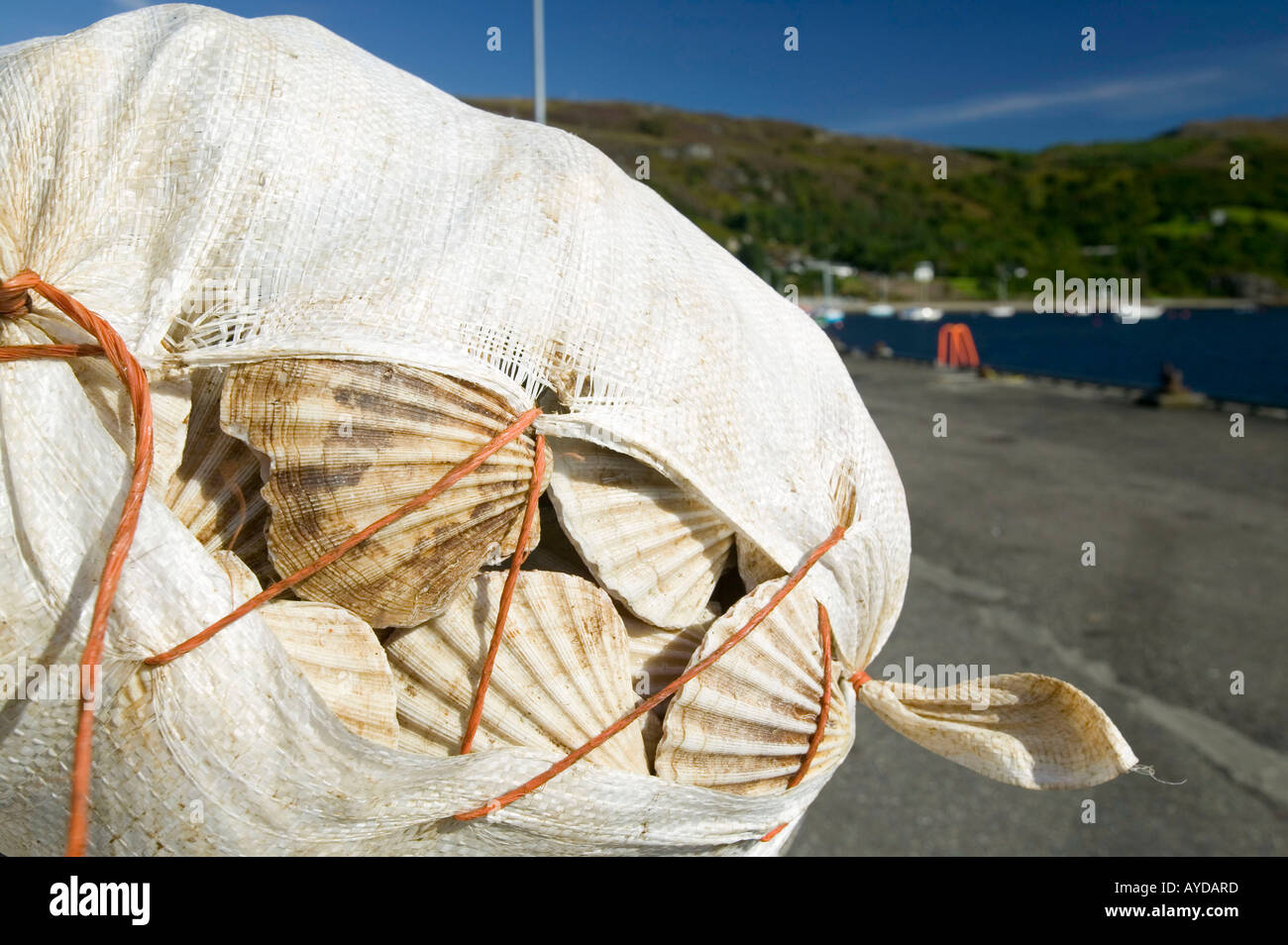 Scallops on the harbour side at Ullapool, scotland, UK Stock Photo