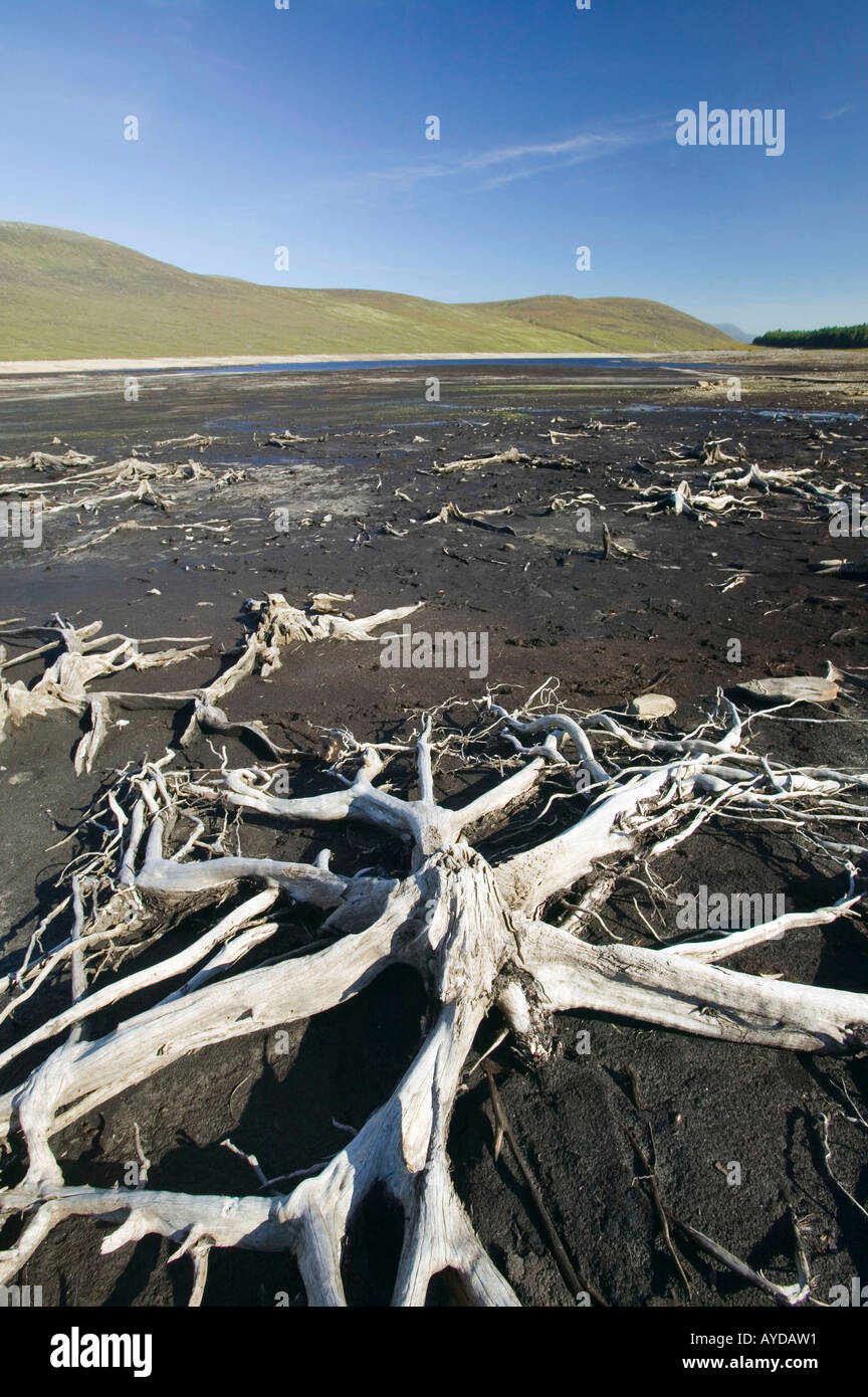 old tree roots reavealed by drought at Loch glascarnoch, Highlands ...