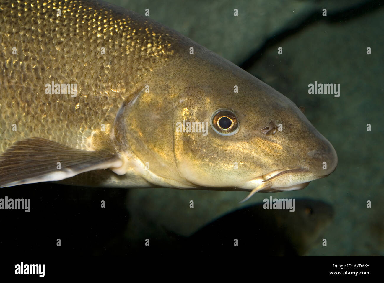 Barbus plebejus, barbel, Ciprinidae, freshwater fish, Italy Stock Photo