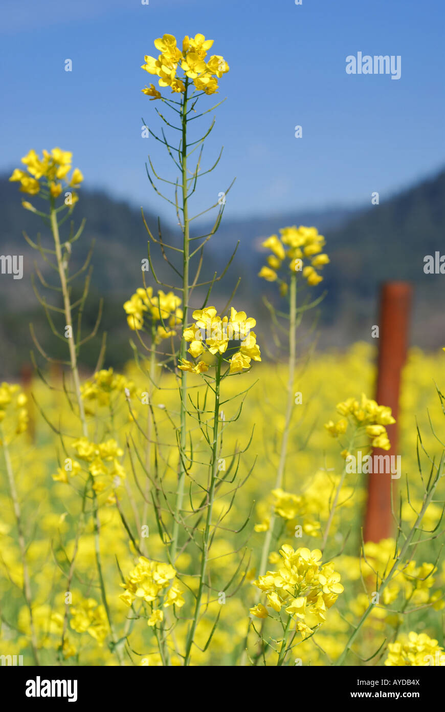 Field of mustard flowers in Napa Valley California Brassica juncea
