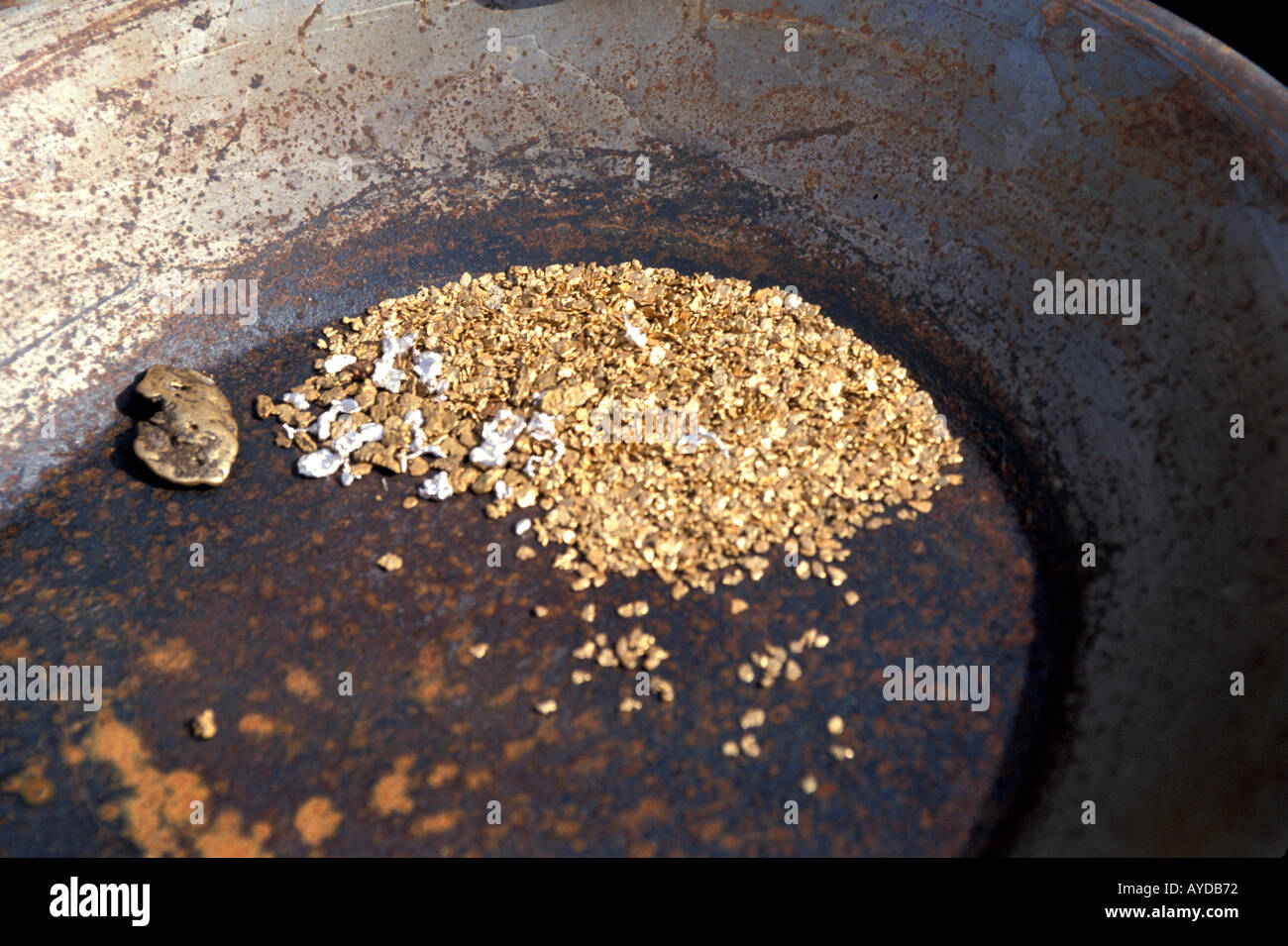 A number of gold nuggets in a pan in Dawson city the capital of