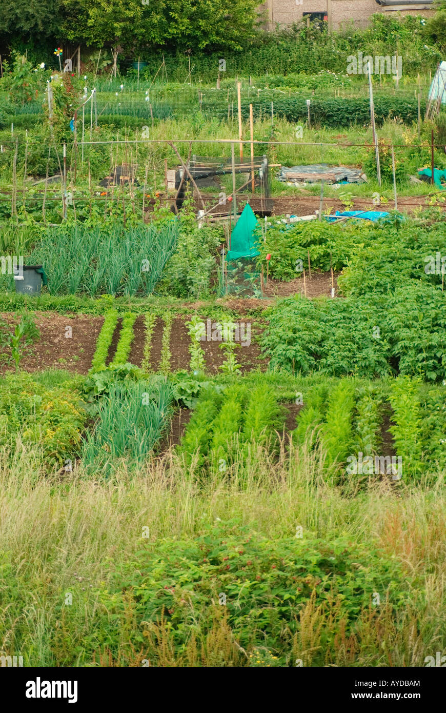 Allotments in Waltham Abbey UK Stock Photo