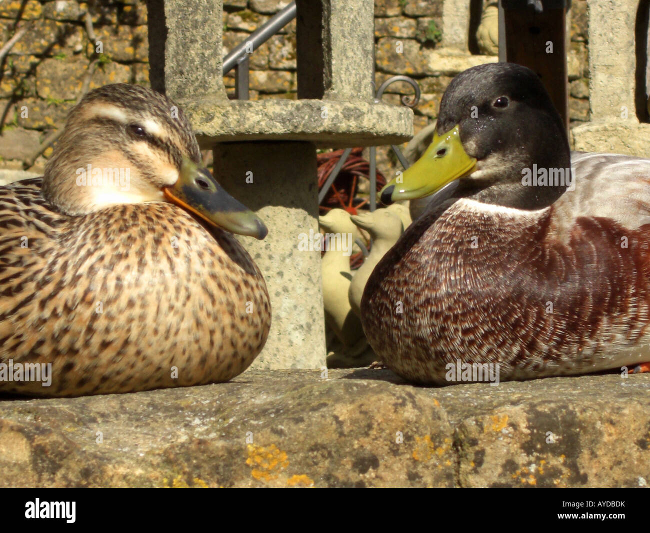 Male and female Mallard duck pair Anas platyrhynchos portrait close up head beak eyes Stock Photo
