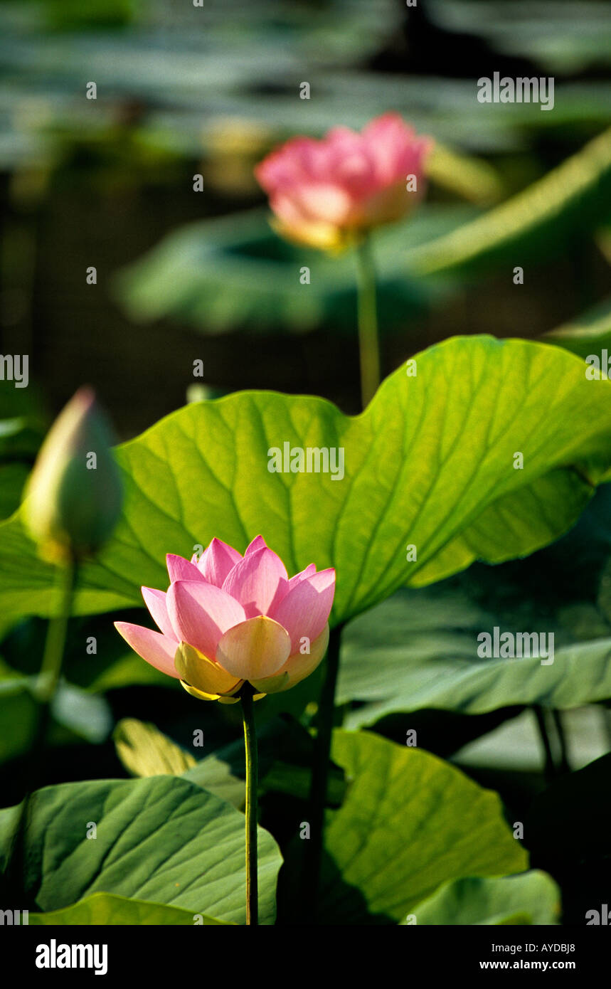 Lotus flower Nelumbo nucifera Stock Photo Alamy