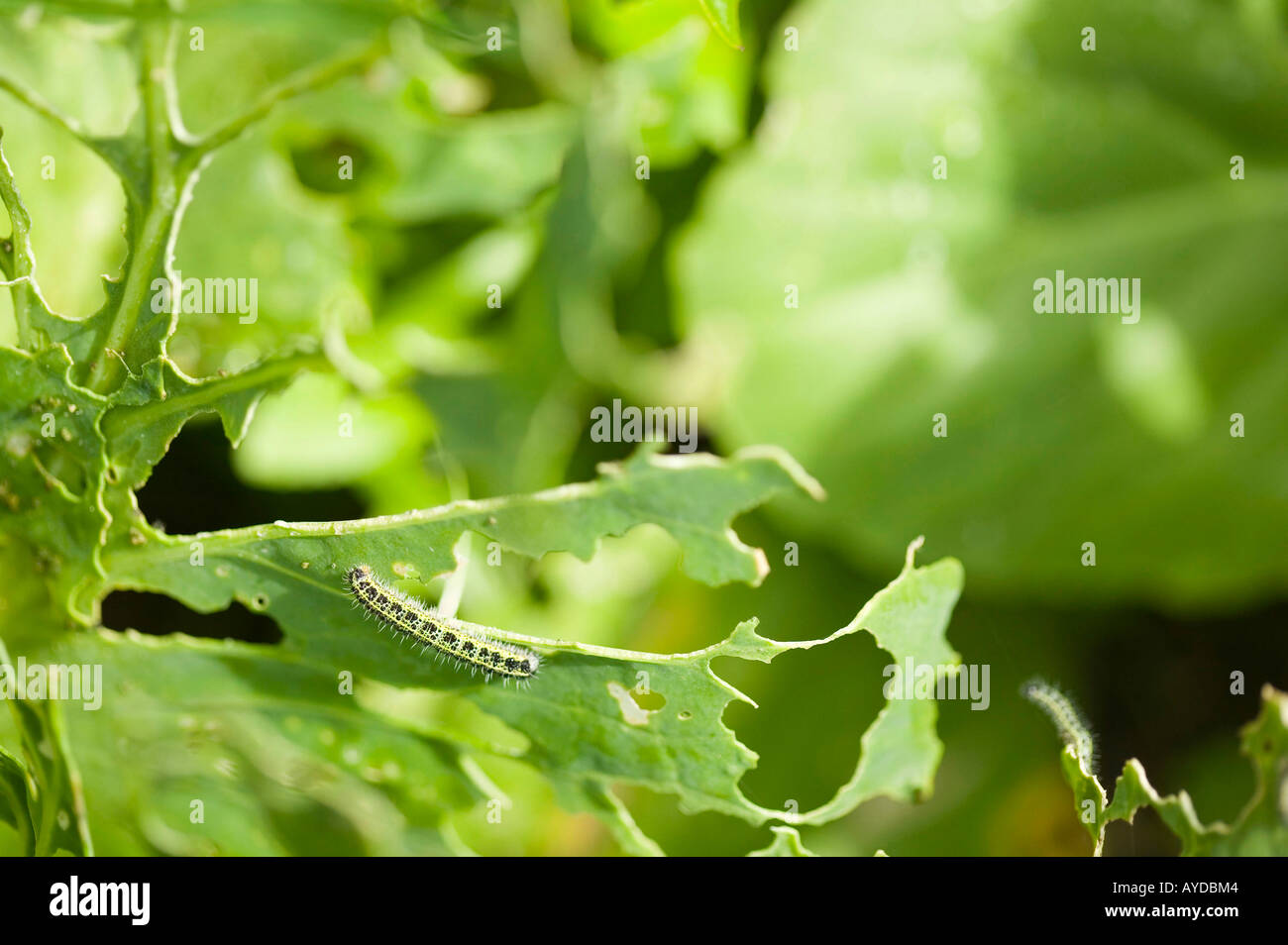crop damage to organic cabbages by cabbage white butterfly, caterpillars on an allotment in ambleside, cumbria, UK Stock Photo