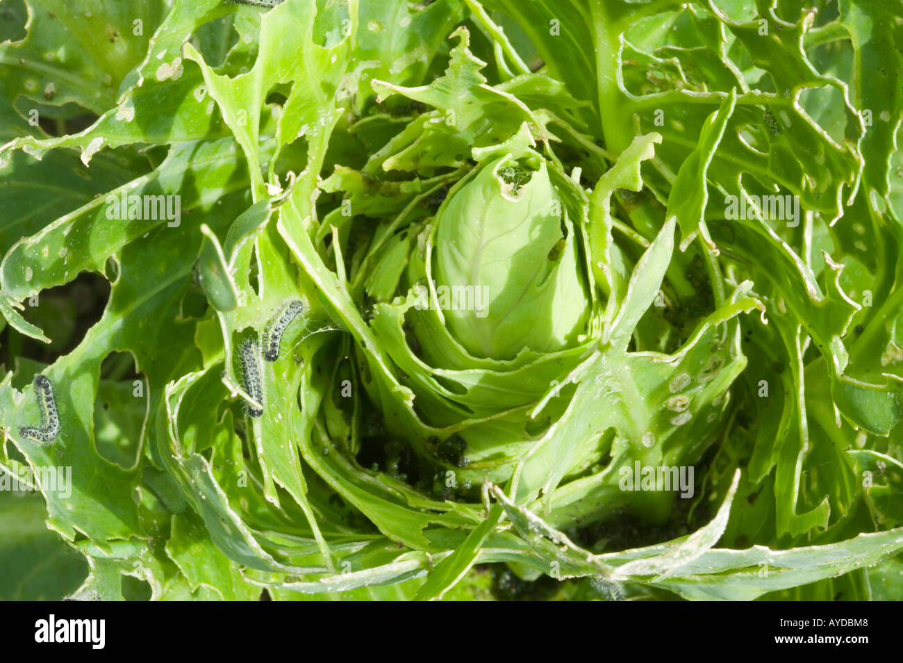 crop damage to organic cabbages by cabbage white butterfly, caterpillars on an allotment in ambleside, cumbria, UK Stock Photo