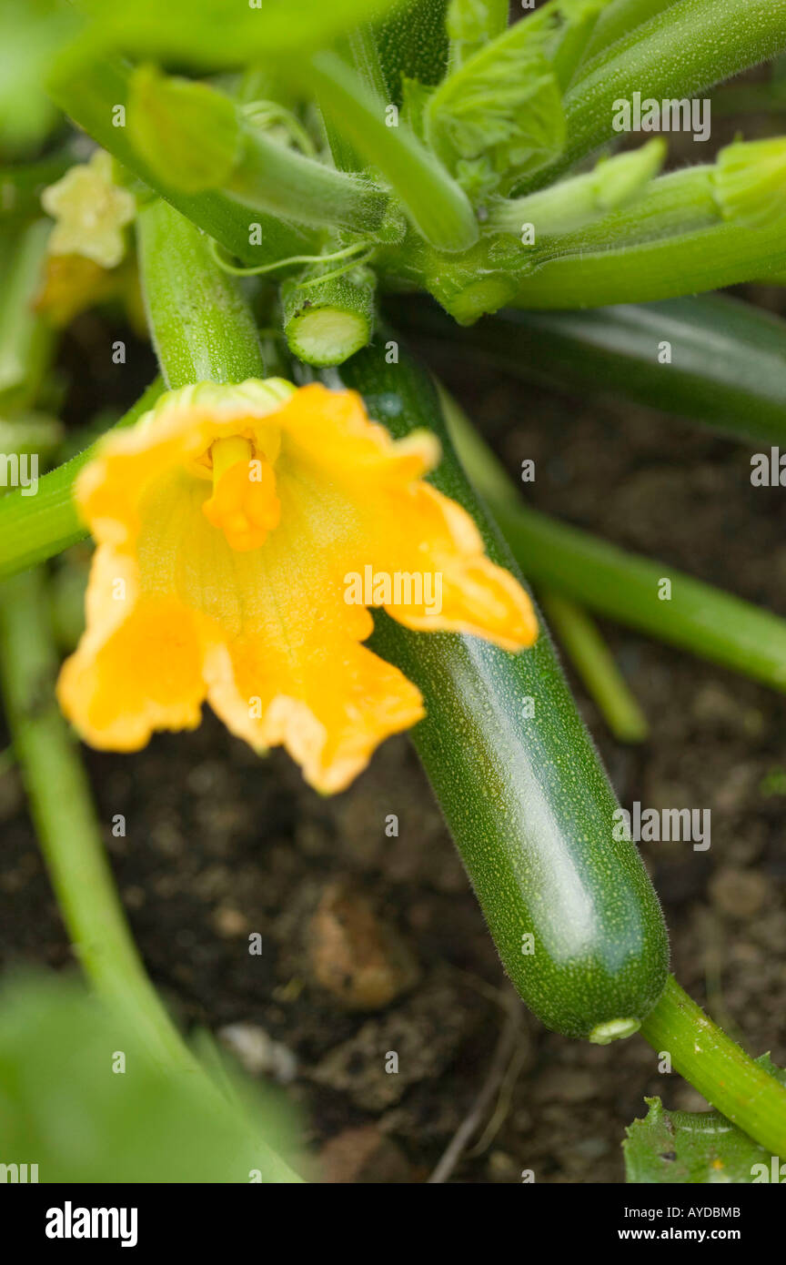 Hand pollination courgette hires stock photography and images Alamy