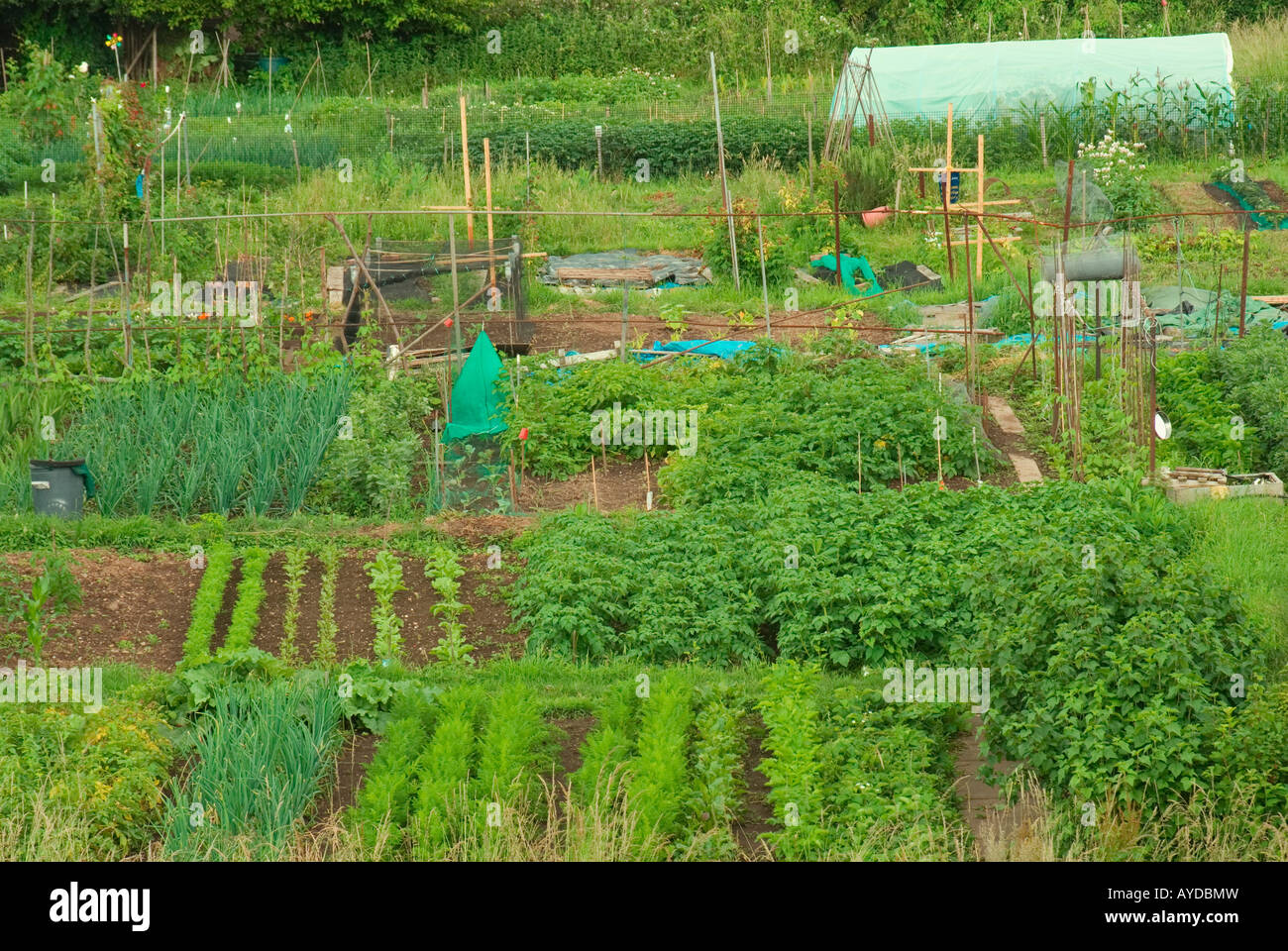 Allotments in Waltham Abbey UK Stock Photo