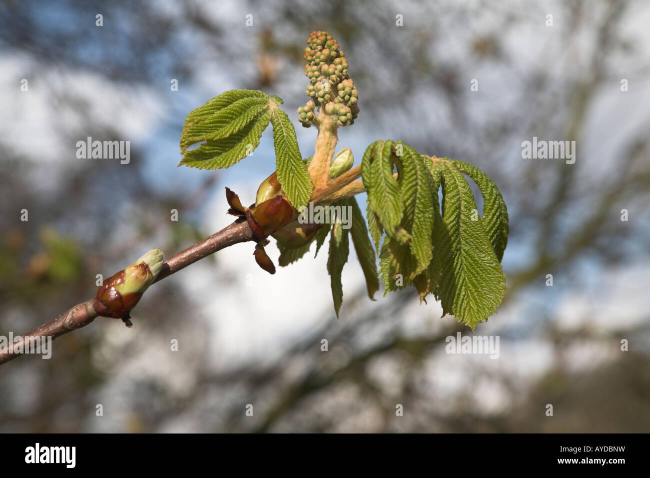 Buds and leaves of horse chestnut tree - aesculus hippocastanum Stock ...