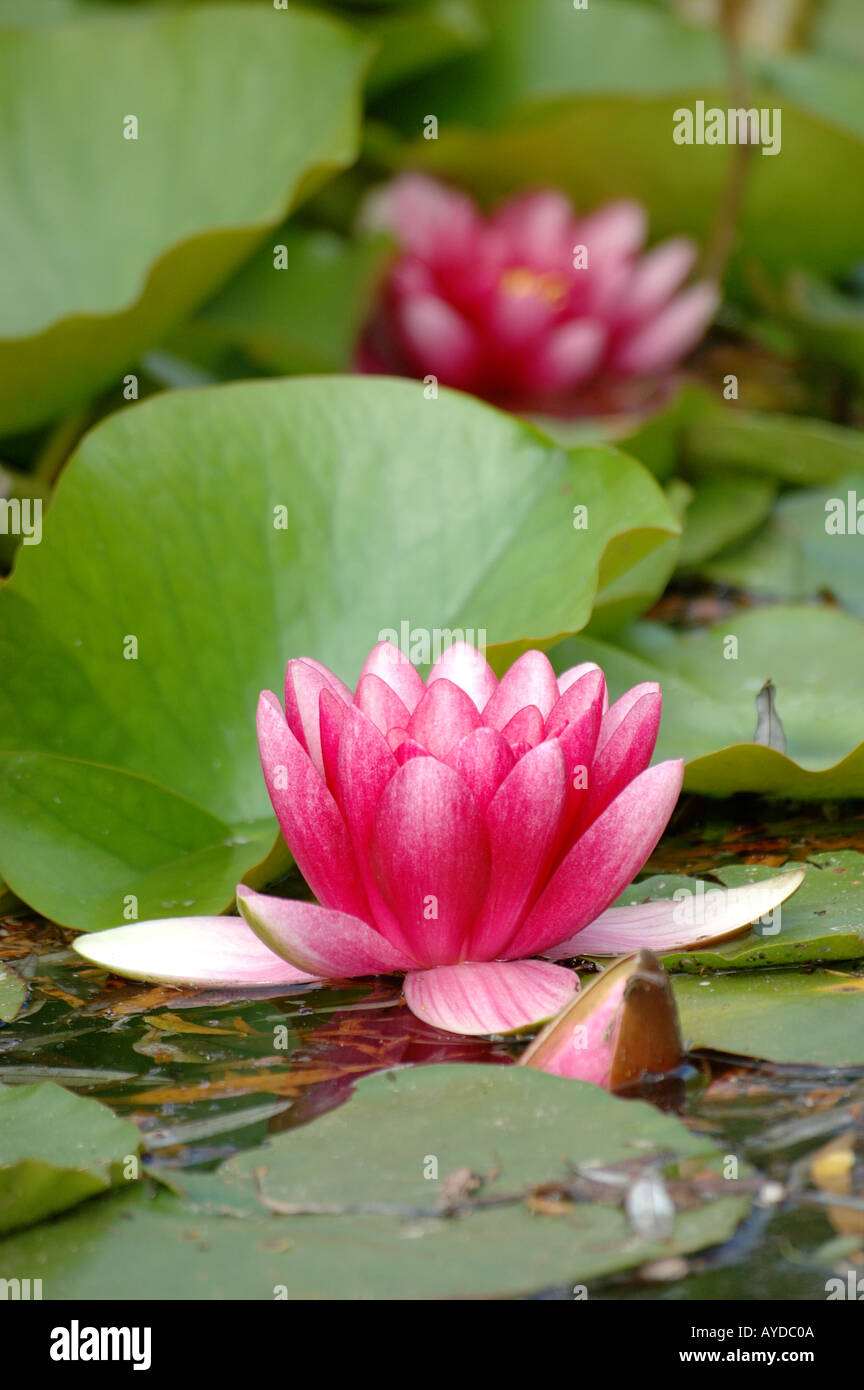 Begins With Mum Lillies  Water main image 0