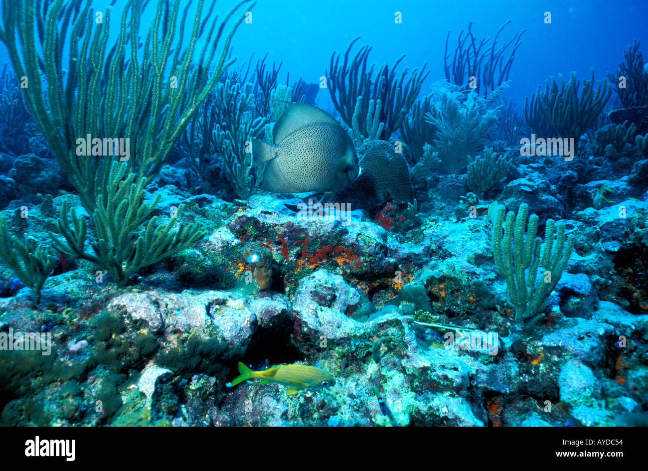 Puerto Rico coral reef Stock Photo - Alamy