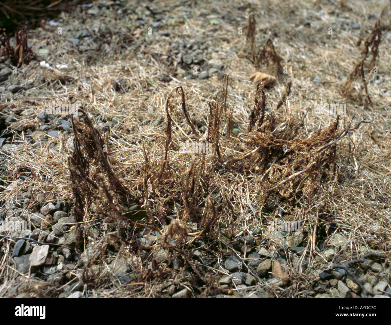 Dead weeds killed by a systemic weed killer Stock Photo Alamy
