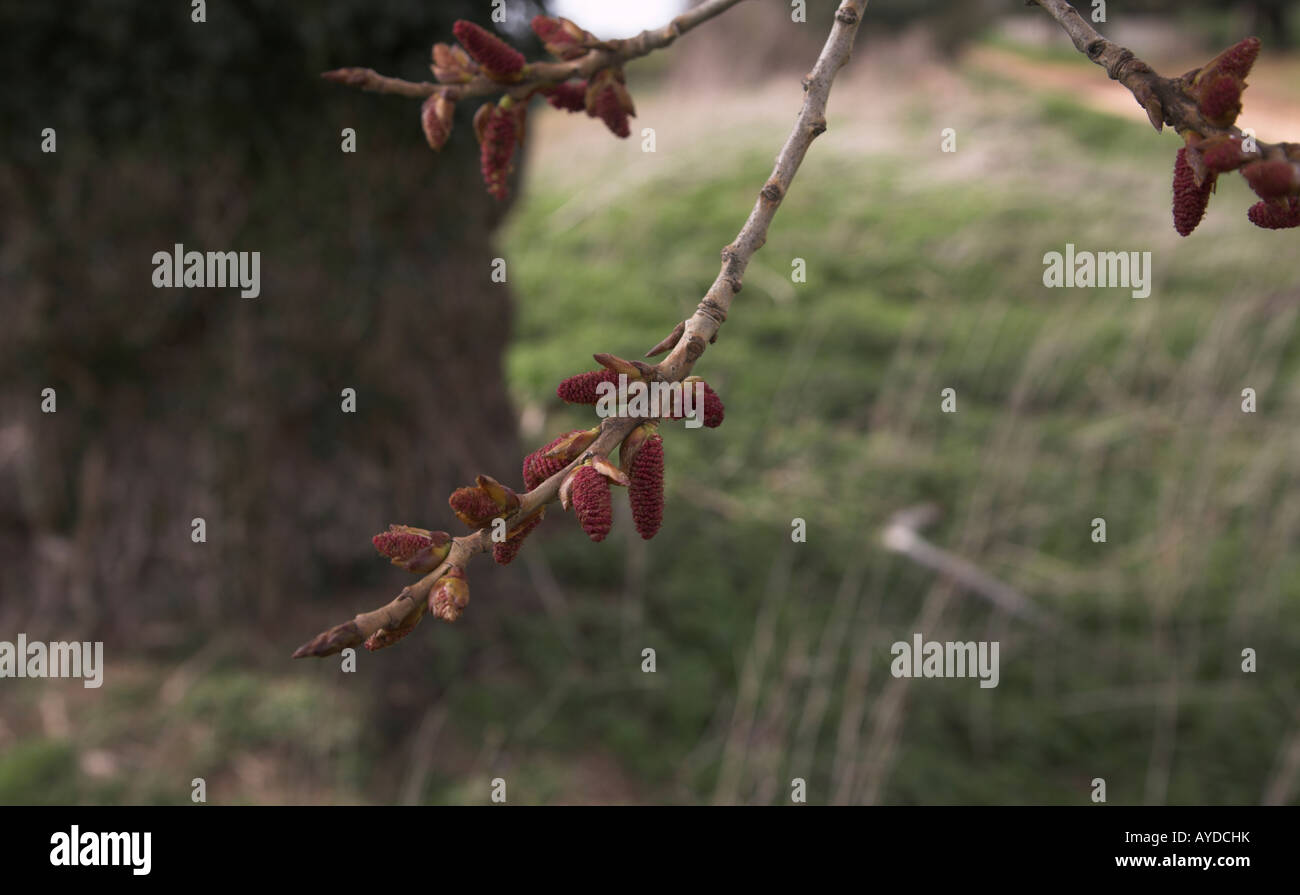 Red catkins of male black poplar tree populus nigra Stock Photo Alamy