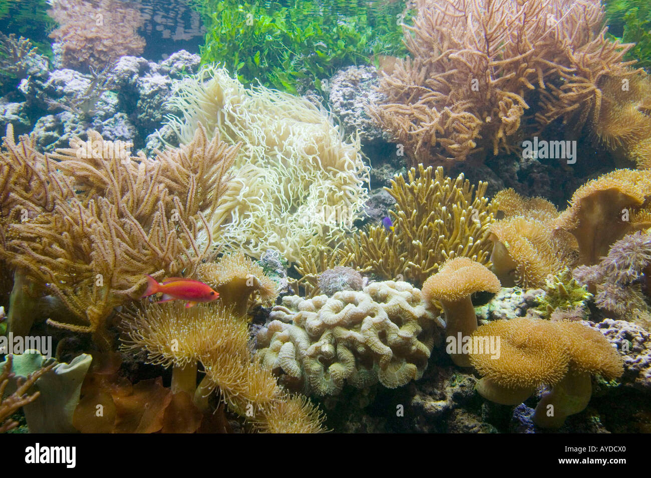 The Deep, Europes deepest aquarium, in Hull, Yorkshire, UK Stock Photo Alamy